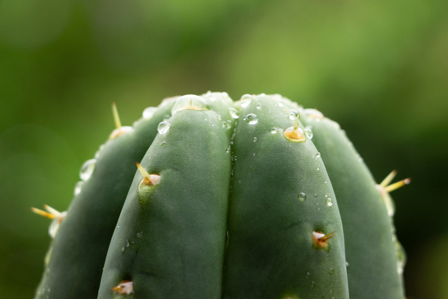 San Pedro Cuttings