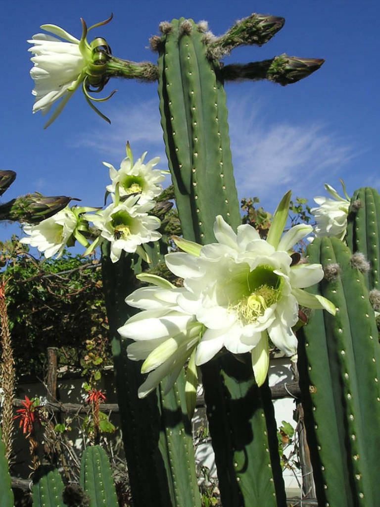 Cacti Auctions