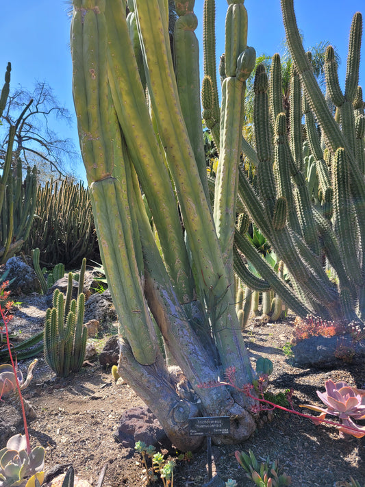 "Don Huan" Rooted Cactus with Pups!!  (24-40" Trichocereus huancoensis) **SUPER RARE**