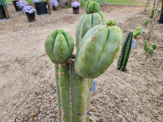 "Don Huan" Rooted Cactus with Pups!!  (24-40" Trichocereus huancoensis) **SUPER RARE**