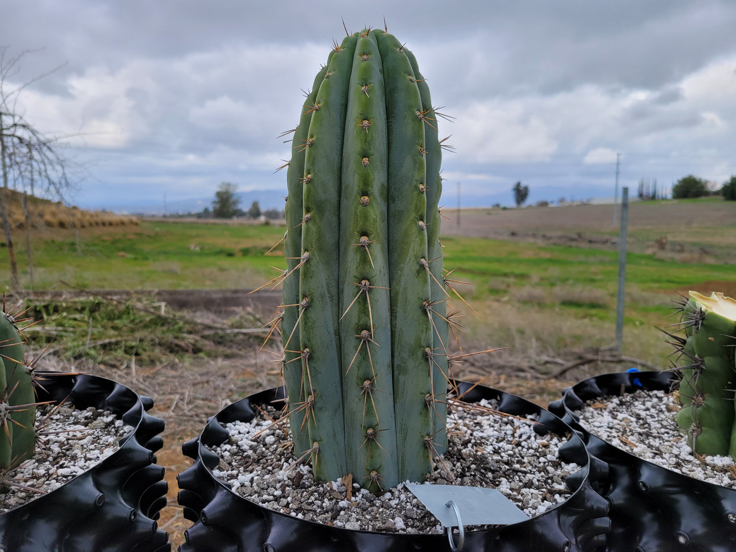 Serra Blue (San Pedro) Cutting (10-12") **SUPER RARE**