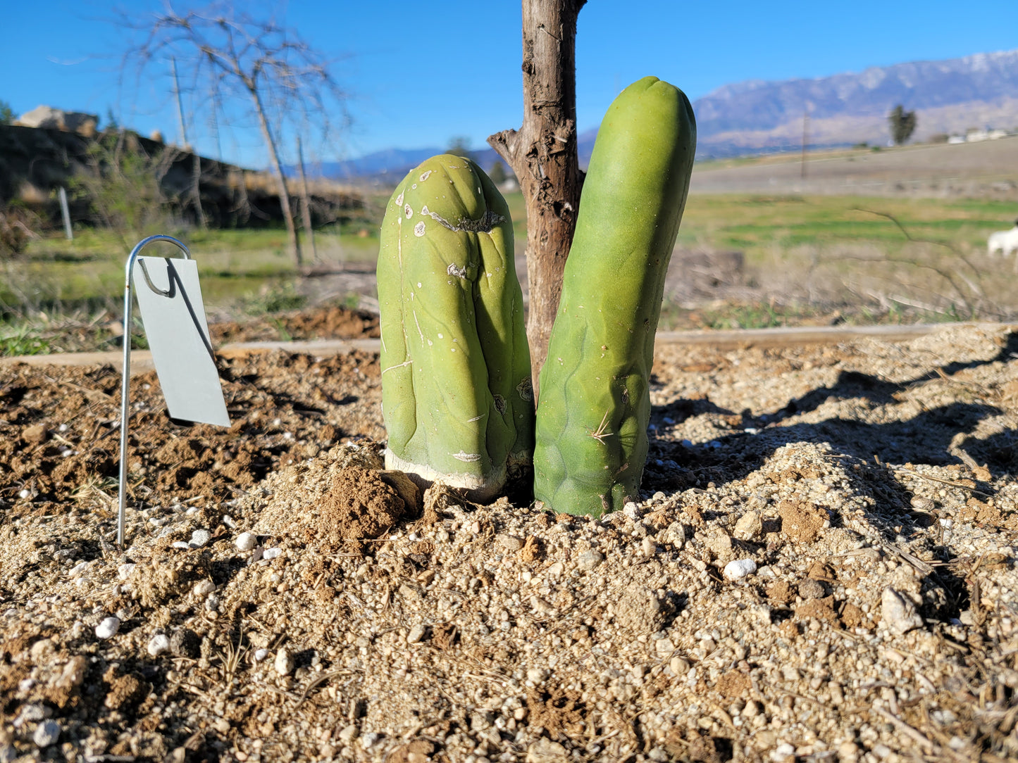 TBM Long Cactus Cutting (1-2x 6-8" pieces - Trichocereus Bridgesii monstrose) - Unrooted