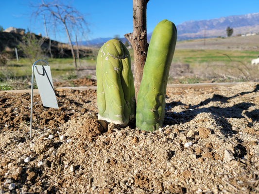 TBM Long Cactus Cutting (1-2x 6-8" pieces - Trichocereus Bridgesii monstrose) - Unrooted