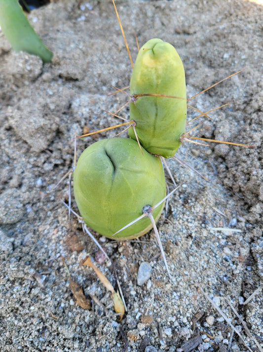 TBM Short Cactus Cutting (3x 3-4" pieces - Trichocereus Bridgesii monstrose) - Unrooted