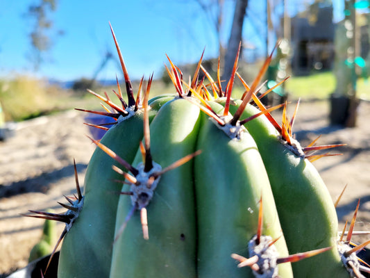 "Taca Don" Cactus Cutting (10-12" Trichocereus Tacaquirensis) - Unrooted